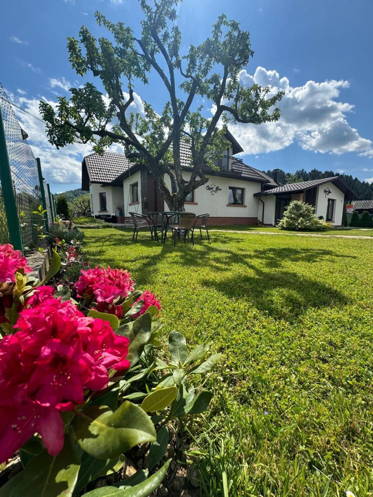 Chalet Bora Viseu de Jos Dış mekan fotoğraf